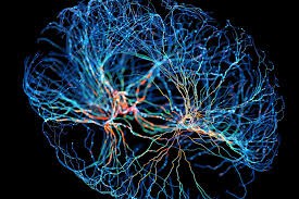 Neuroplasticitet og spejlbehandling